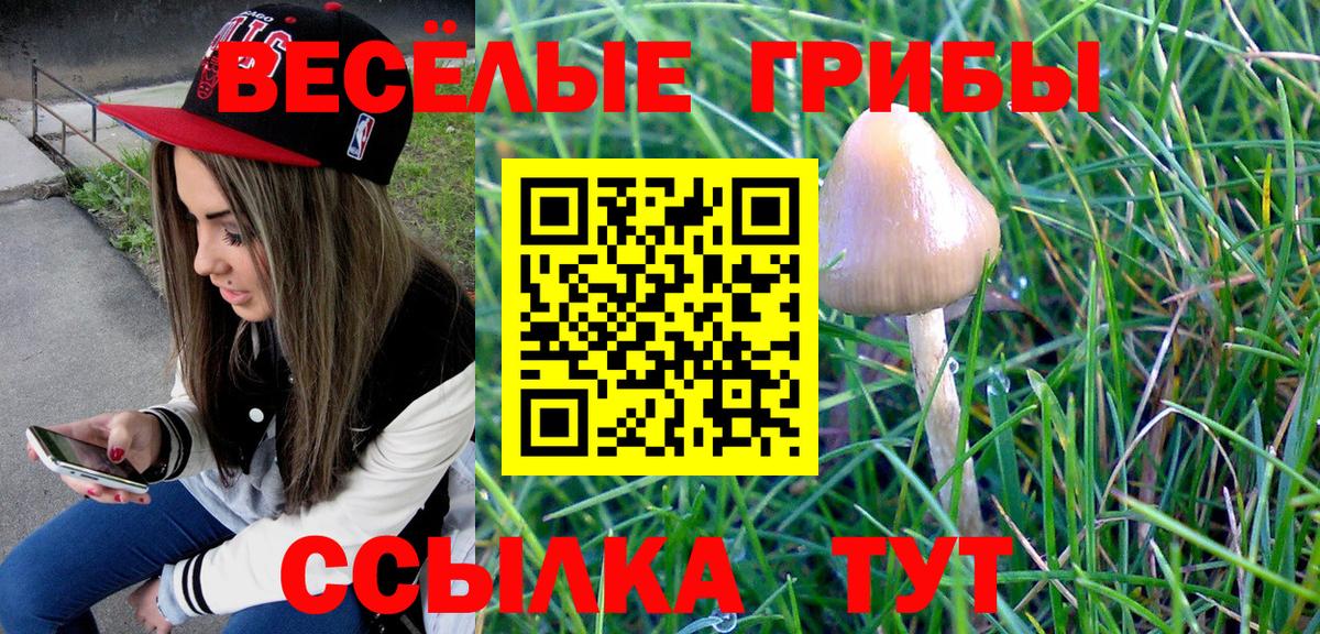 Псилоцибиновые грибы Psilocybine cubensis Коряжма